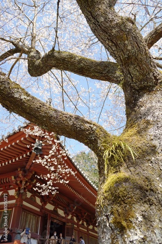 世界遺産醍醐寺の桜