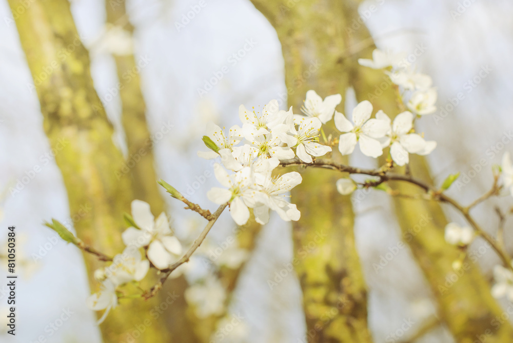 Blossoming tree brunch with white flowers