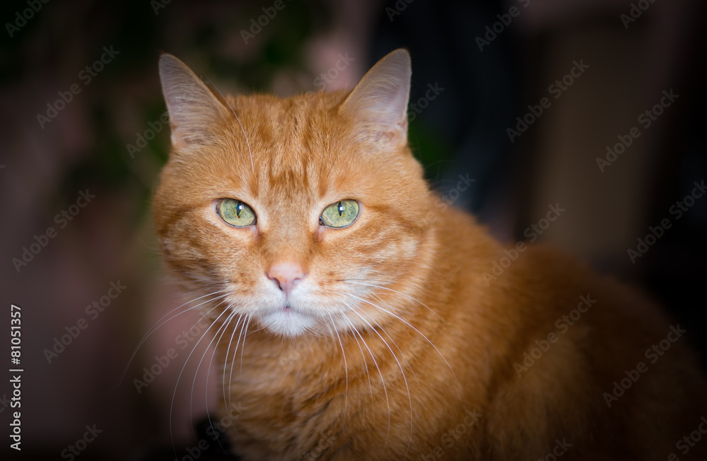 Lovely red cat looking into the camera. Soft focus.