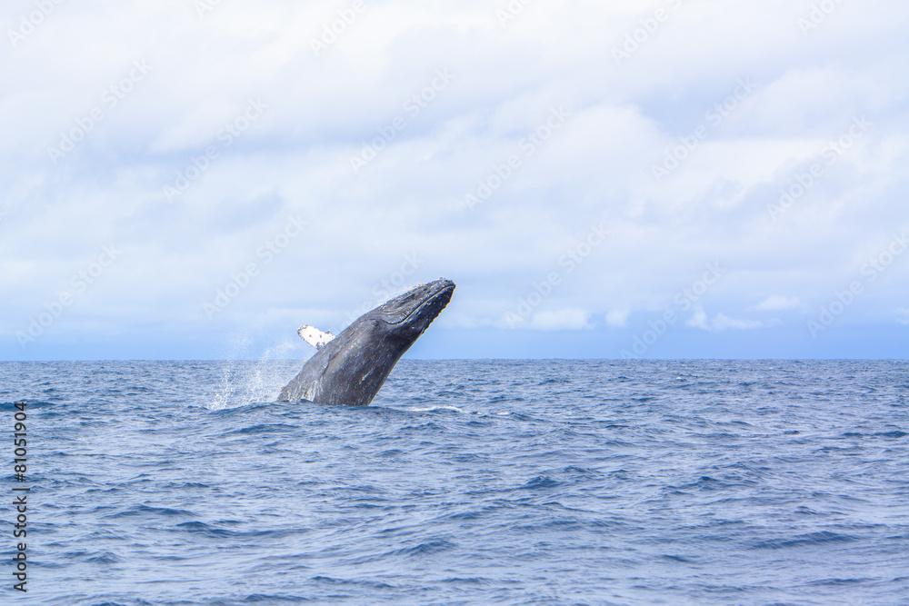 Obraz premium whale breaching out of the water splashing in Okinawa,Japan.