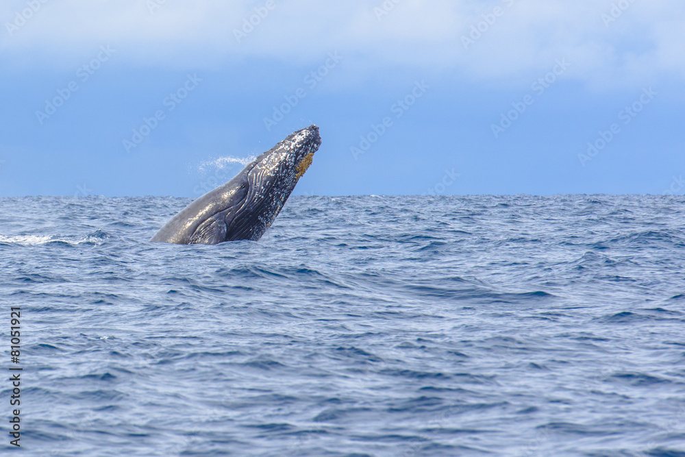 Obraz premium whale breaching out of the water splashing in Okinawa,Japan.