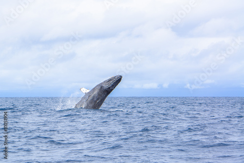 whale breaching out of the water splashing in Okinawa,Japan.