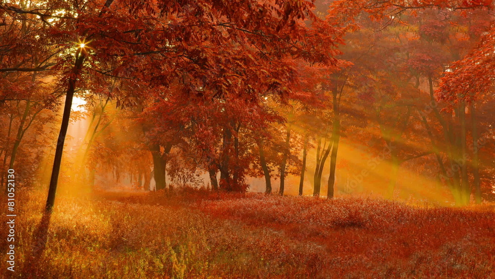Sun rays light through the tree branch in the autumn forest