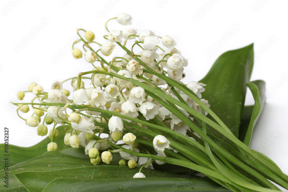 Obraz premium Muguet