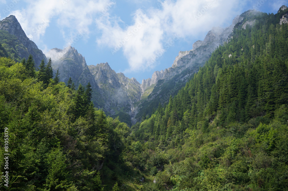 Wild forest in the Romania mountains