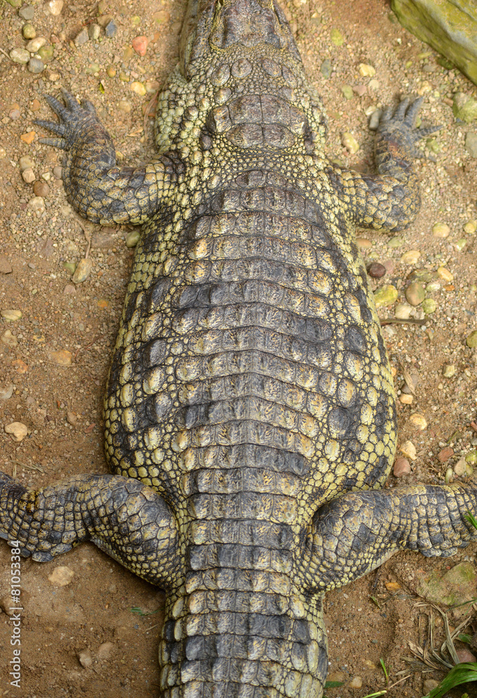 Obraz premium Alligator Reptil