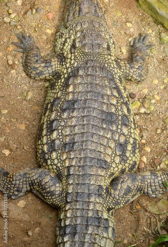 Alligator Reptil