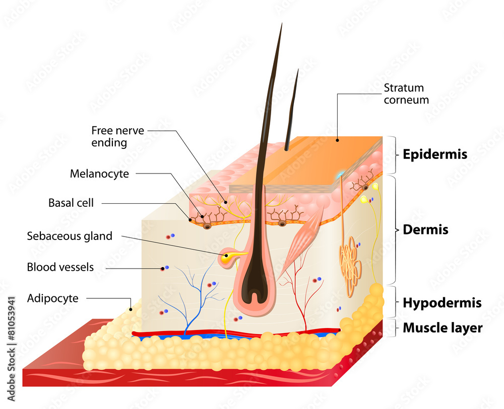 skin layers Stock Vector Adobe Stock