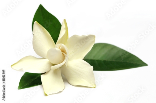 Gardenia or Gondhoraj flower of Southern Asia
