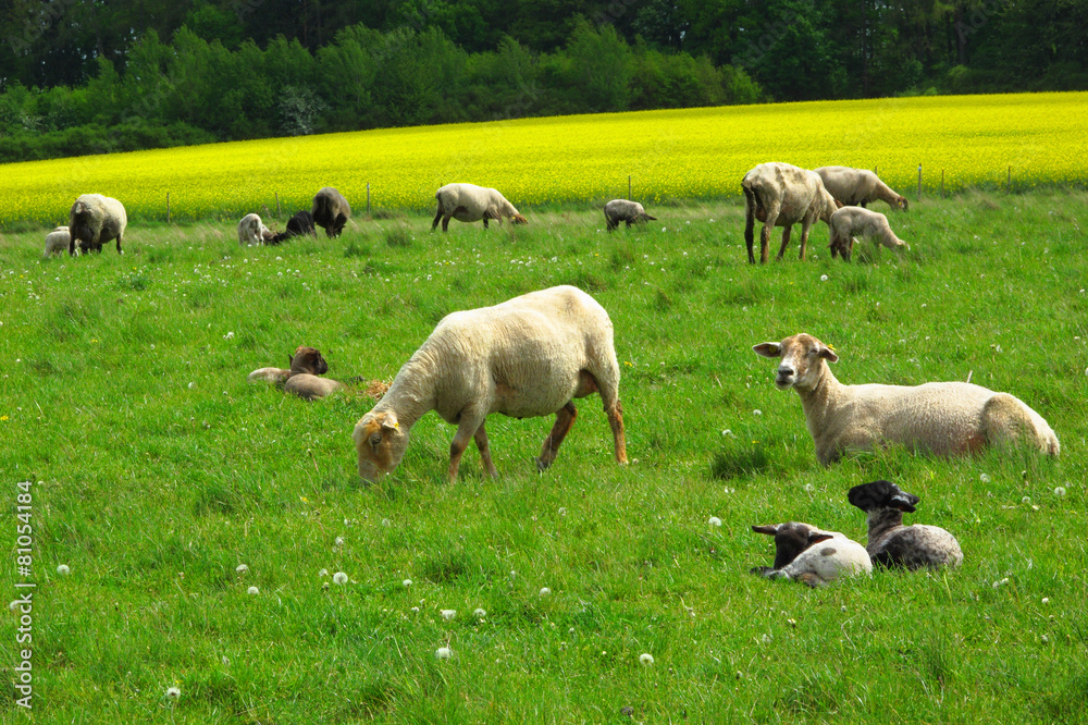 Sheep with young lambs on pasture. Sheep with young lambs on pasture.