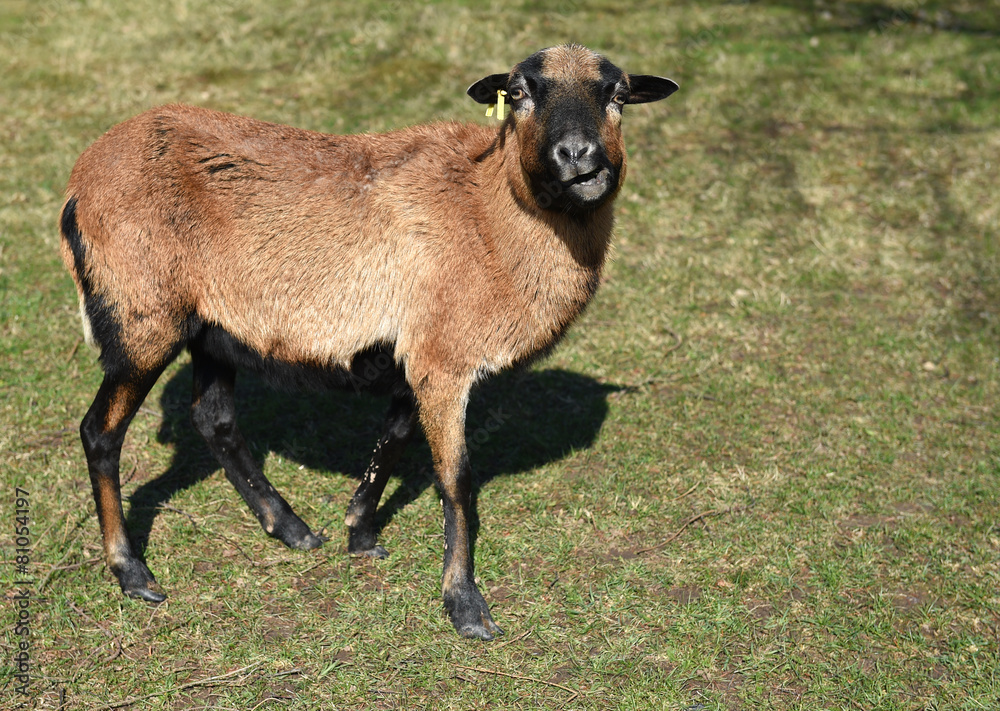 Fototapeta premium Kamerunschaf