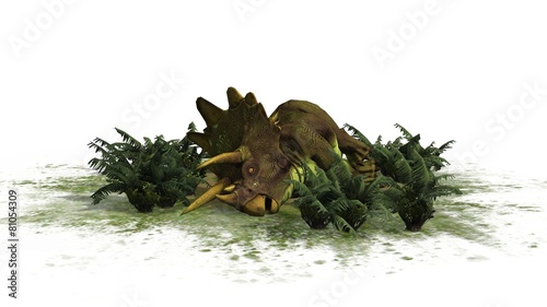 Triceratops Dinosaur - seperated on white background © Riko Best