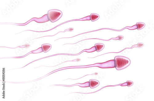 Sperms running to the egg photo
