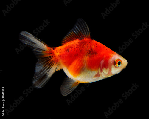 goldfish isolated on black