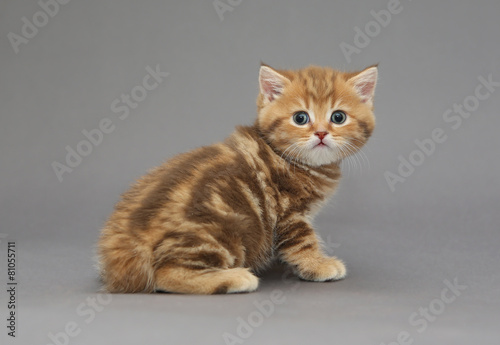Little British tabby kitten marble colors