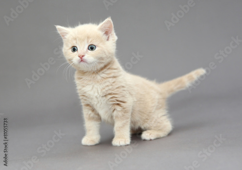 Little British kitten beige color