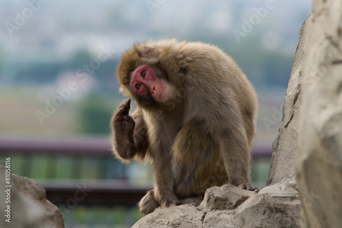 обезьяна © Alexandr Satoru