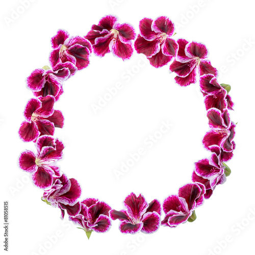 Fototapeta Naklejka Na Ścianę i Meble -  circle frame of blooming velvet purple geranium flower is isolat