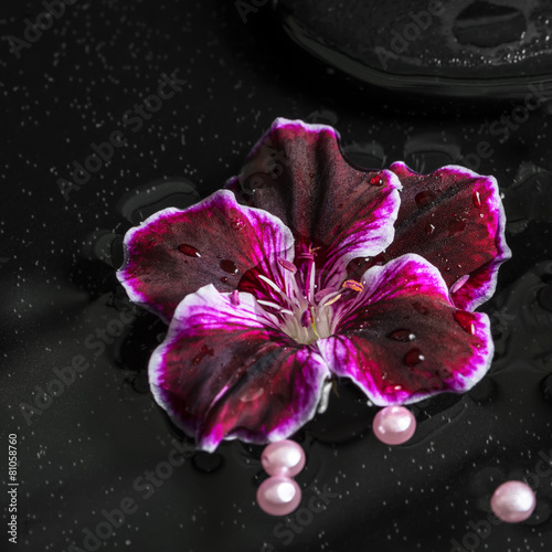 beautiful spa concept of geranium flower, beads and black zen st photo