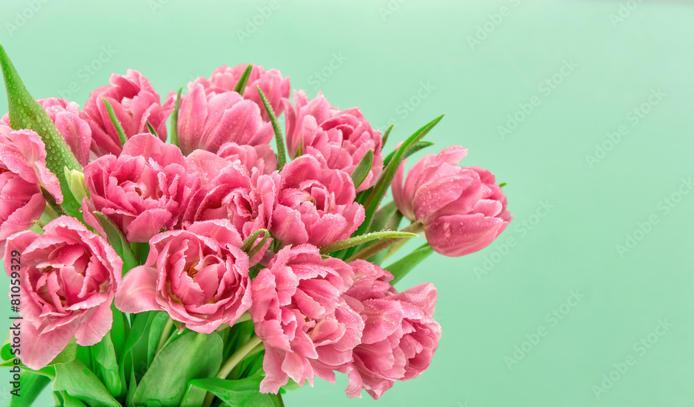 Obraz premium Pink tulip flowers with water drops. Spring blossoms bouquet