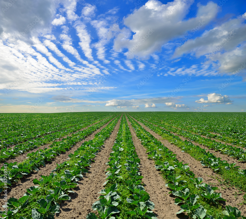 Cabbage field