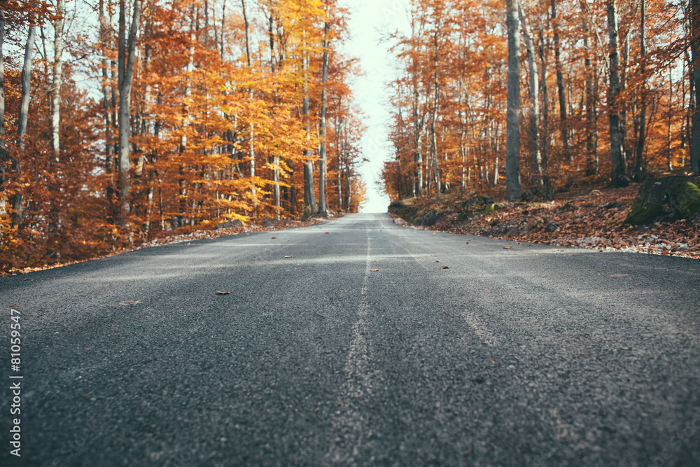 Obraz premium autumn road