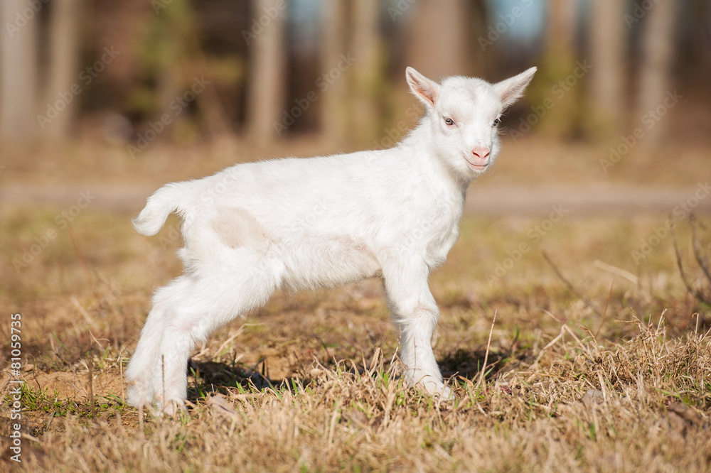 Young white goatling walking outdoors Young white goatling walking outdoors