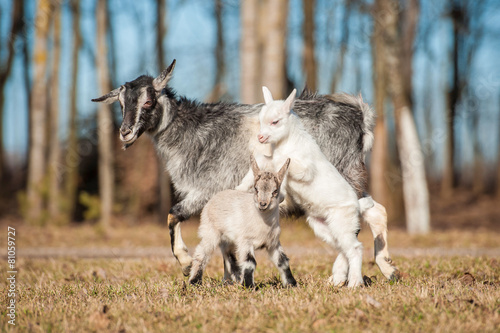 Goat mother with two kids walking outdoors