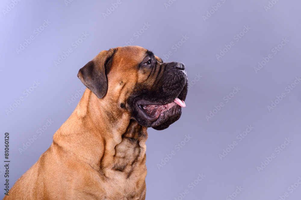 bullmastiff dog portrait