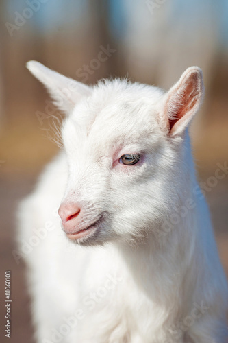 Portrait of little white goatling