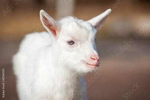 Portrait of little white goatling © Rita Kochmarjova