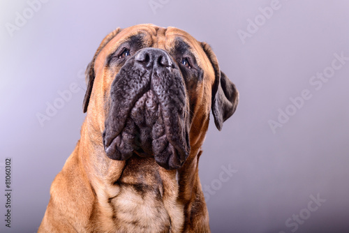 bullmastiff dog portrait © inna_astakhova