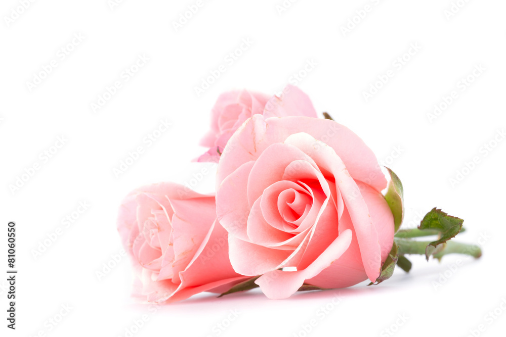 Fototapeta premium różowy kwiat róży na białym tle