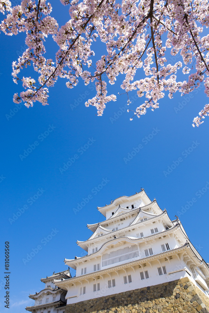 修理完成後の姫路城と桜