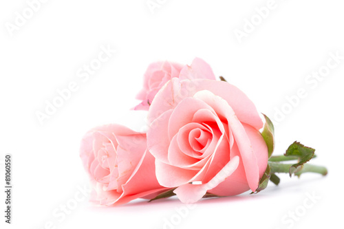 Fototapeta Naklejka Na Ścianę i Meble -  pink rose flower on white background