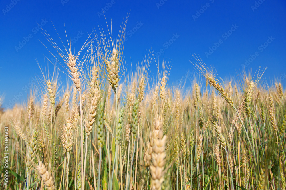 Golden ripe barley against blue sky background Golden ripe barley against blue sky background