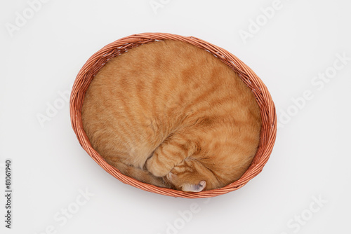 Fototapeta Naklejka Na Ścianę i Meble -  かごの中で丸くなって寝るネコ
