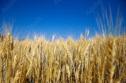 Golden ripe barley against blue sky background