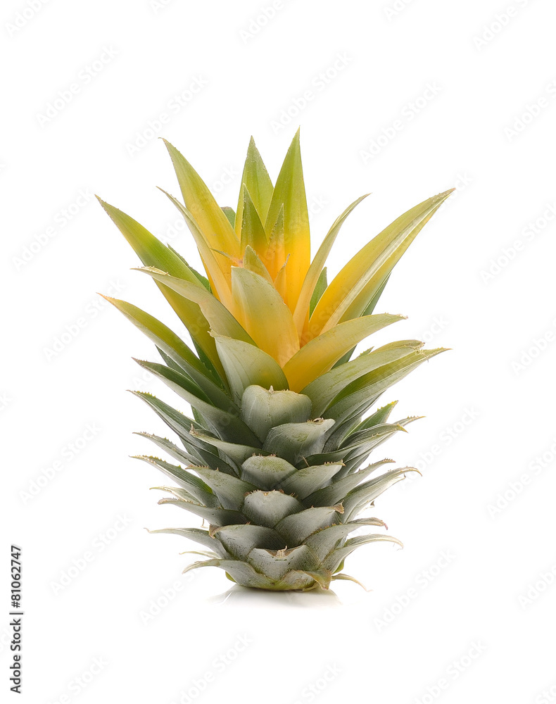 Pineapple tree isolated on white background Pineapple tree isolated on white background