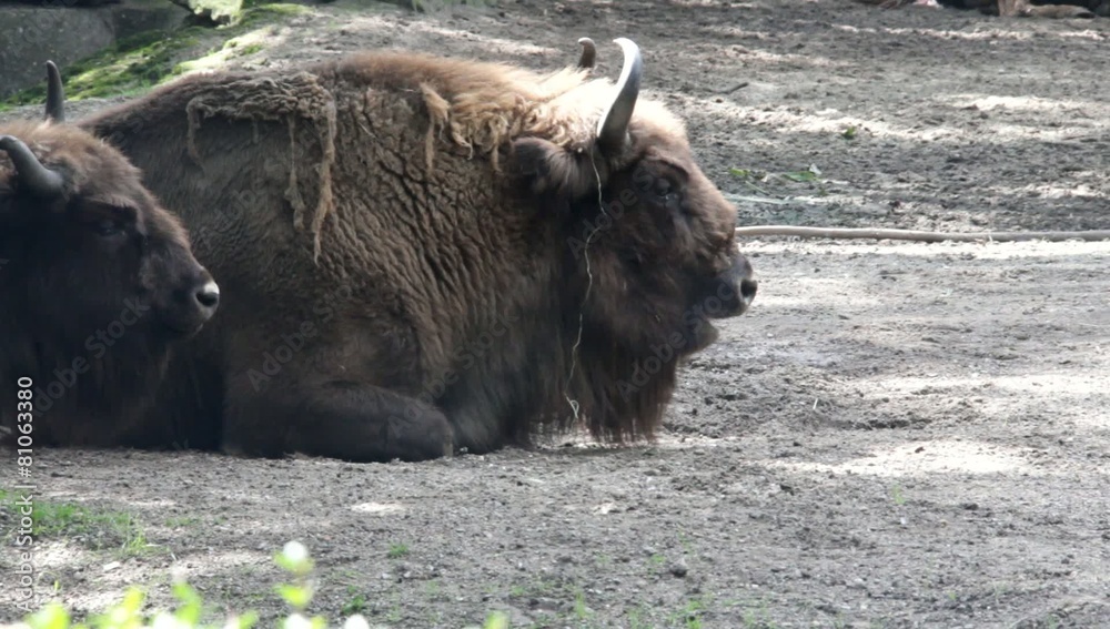 Bison lying on the groud after good dinner at Zoo Bison lying on the groud after good dinner at Zoo