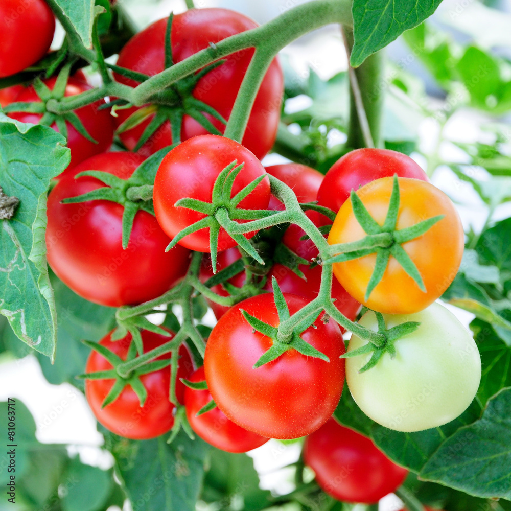 Red tomato in greenhouse