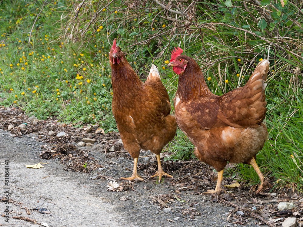 Hens, chickens. Rhode Island Red. By road. Free range.