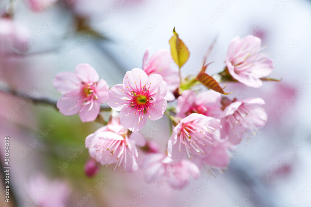 Pink flowers blooming in winter at Doi Pui mountain Pink flowers blooming in winter at Doi Pui mountain