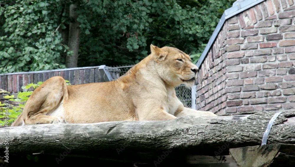 Lioness lying in her enclosure and rest after a hearty lunch Lioness lying in her enclosure and rest after a hearty lunch