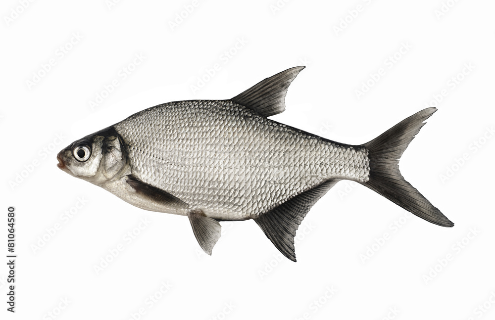 Bream, live fish Bream, live fish