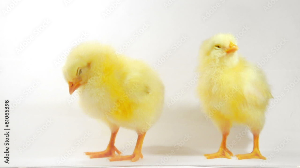 Two little chicken Two little chicken