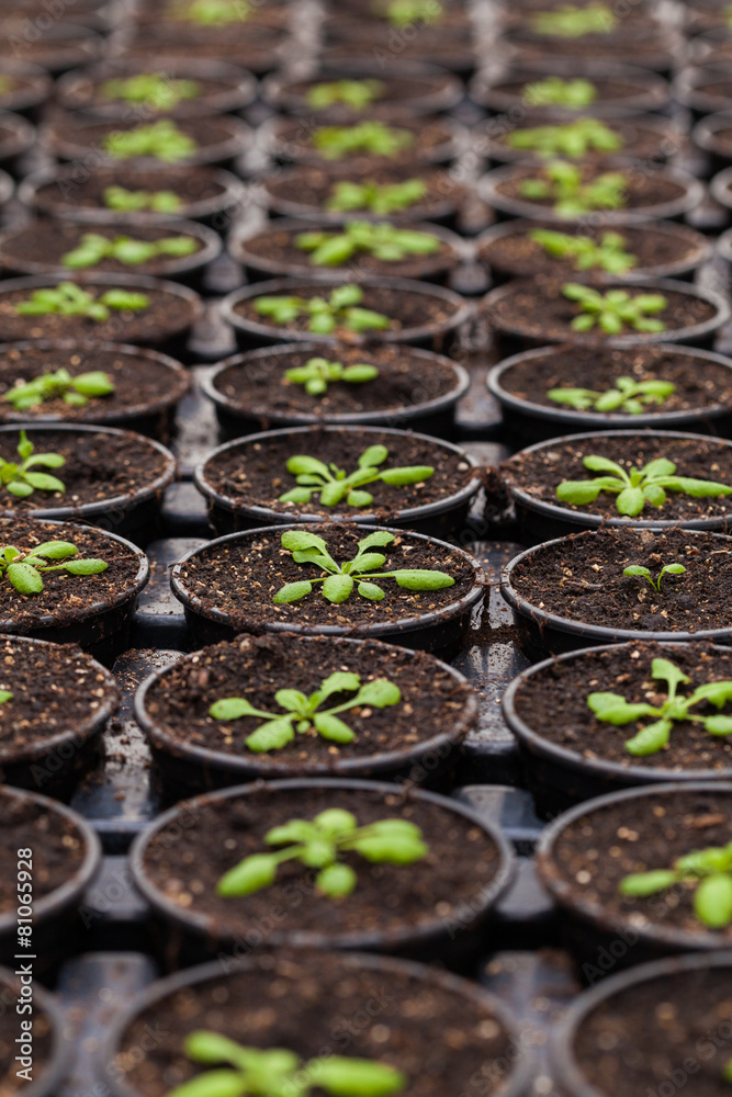 Rows of Potted Seedlings and Young Plants in Greenhouse Rows of Potted Seedlings and Young Plants in Greenhouse