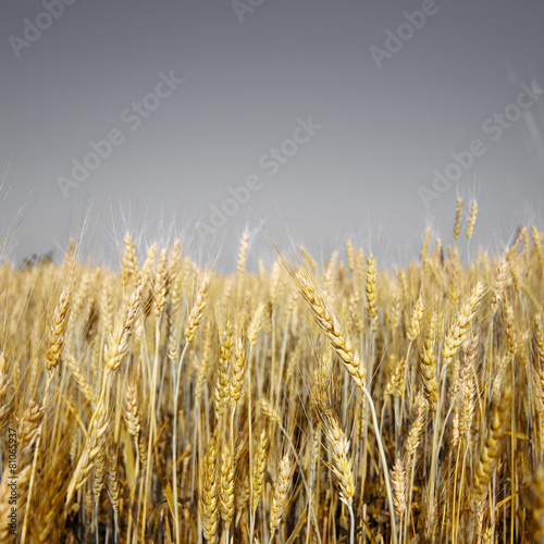 Golden barley filed