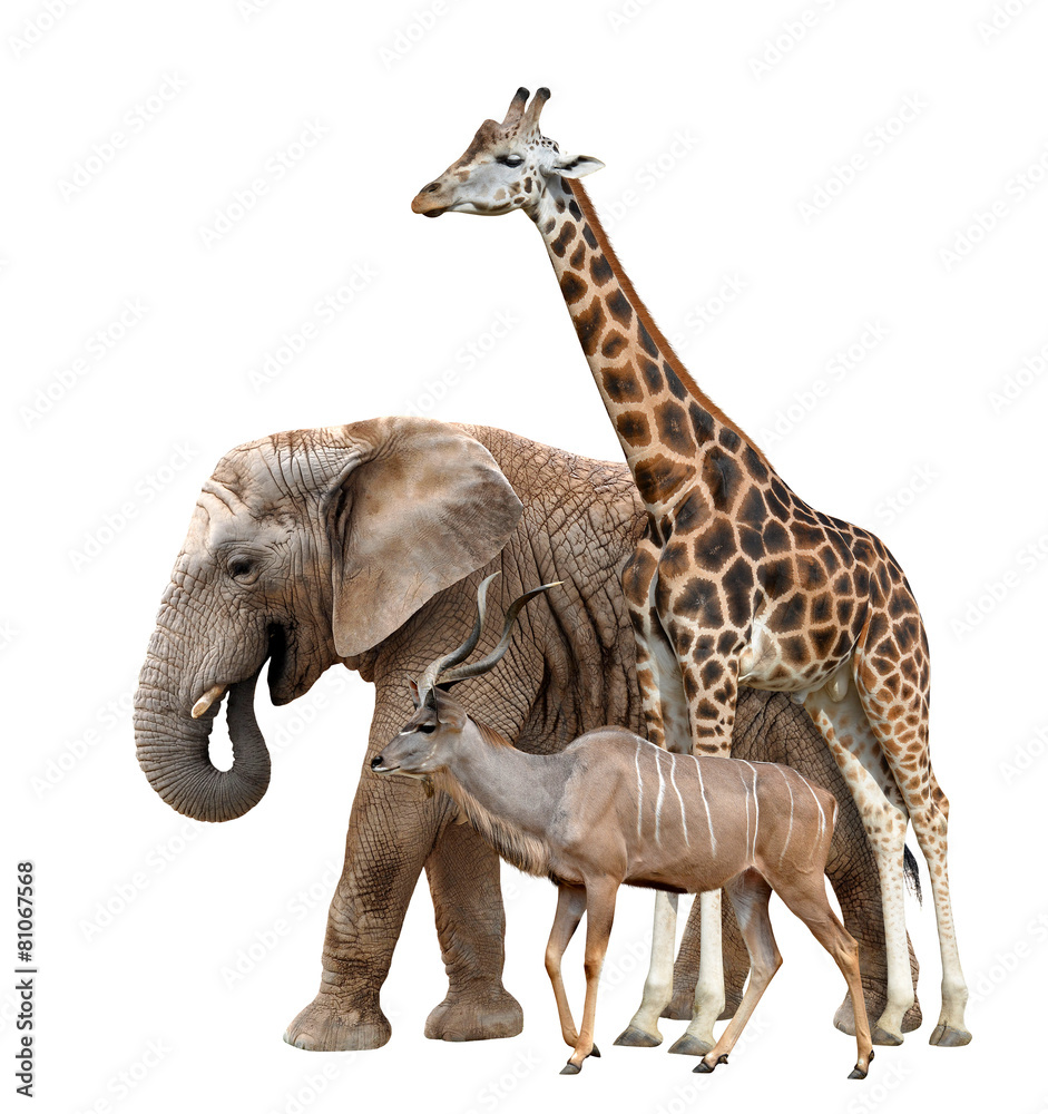 Giraffe, Elephant and Kudu isolated on white Giraffe, Elephant and Kudu isolated on white