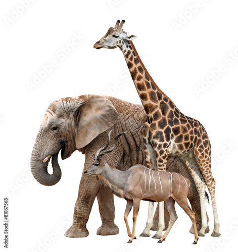 Giraffe, Elephant and Kudu isolated on white